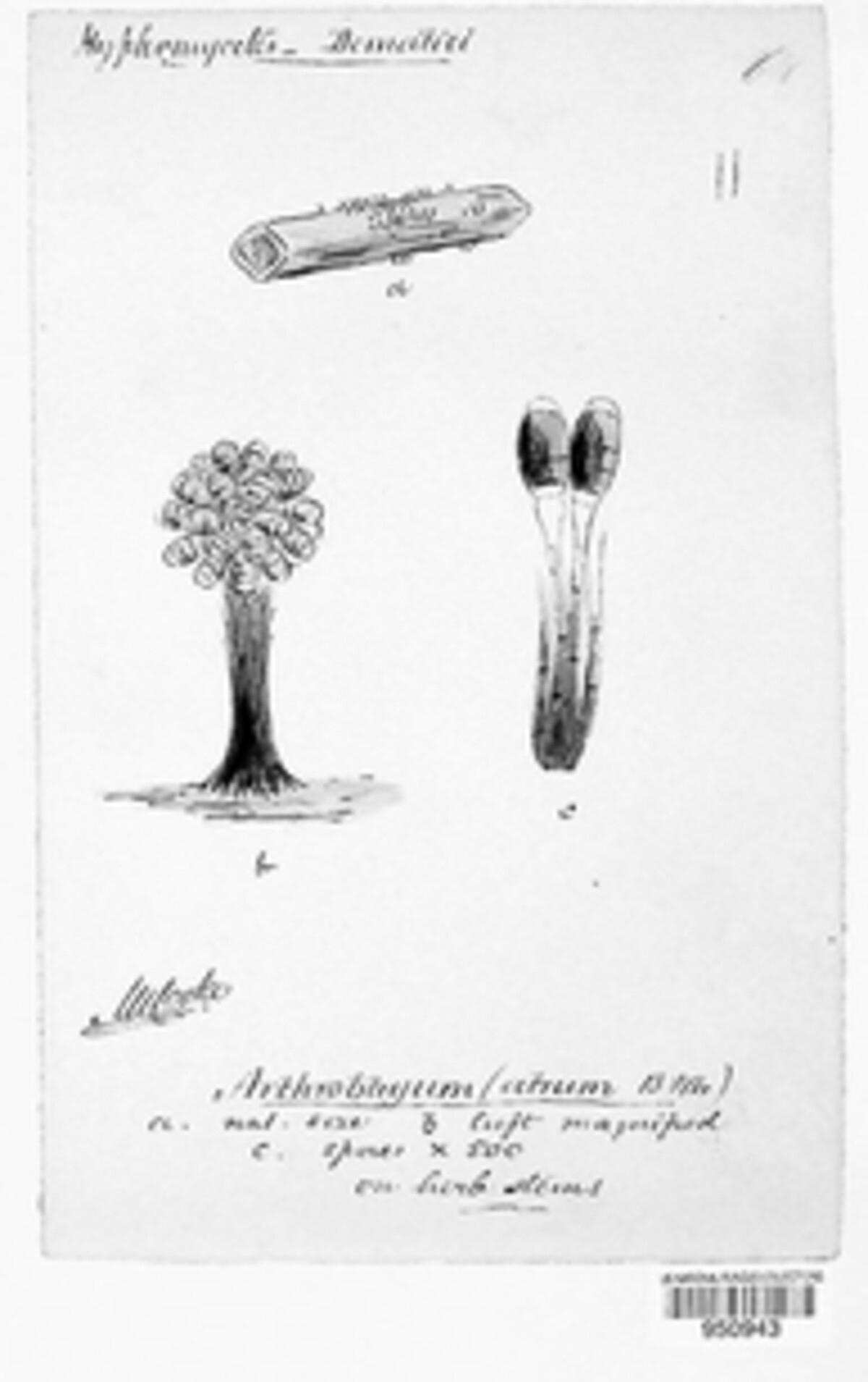 Phragmocephala image